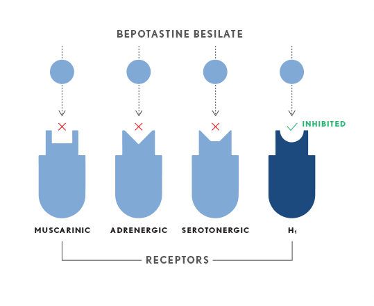 Bepotastine besilate is a histamine (H1) antagonist that does not have significant binding affinity to other receptors such as muscarinic, adrenergic, and serotonergic.